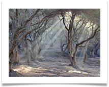 Olive trees - James Leslie